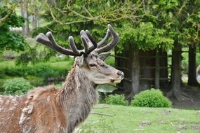 Beautiful and colorful male deer in the beautiful forest