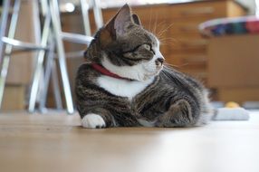 brown beautiful cat in profile