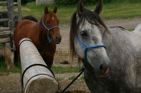 portrait of Beautiful Horses on a farm