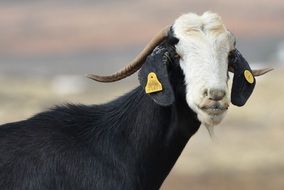 delectable Goat Animal