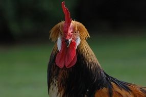 portrait of a brabant hen