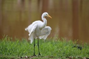 egret is a tropical bird