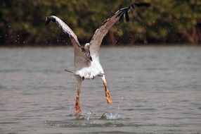 Pelican Take Off water in wild, senegal