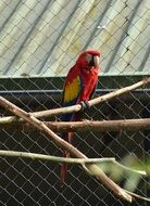caged colorful ara