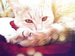 relaxed Cat with yellow eyes