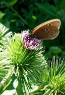 Butterfly on a green flower