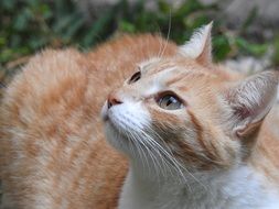 white-haired domestic cat is watching closely