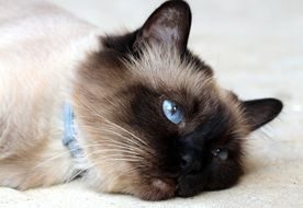 tired beautiful burmese cat