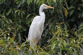 white crane in natural environment