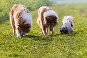 two collies and a small dog on a meadow