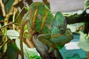 green chameleon in terrarium close up