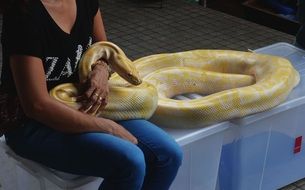 yellow python in the hands of the trainer