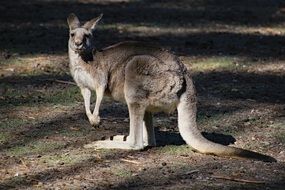 Australian Kangaroo looking straight