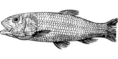 drawn pencil fish