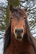 Horse on wood background