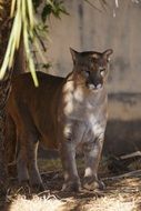 big wild cat at the zoo