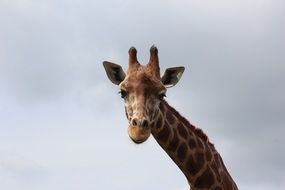 giraffe in serengeti national park