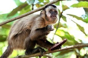 monkey on a tree branch