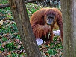Orangutang Primate
