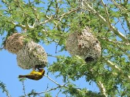 nests in thorns