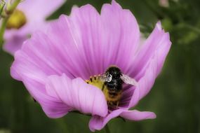 bumblebee on the purple flower close-up on blurred background