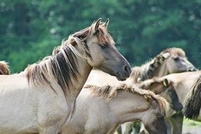 exceptional Wild Horses
