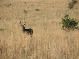 picture of the wild deer is living in South Africa