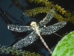 beautiful Dragonfly Macro photo