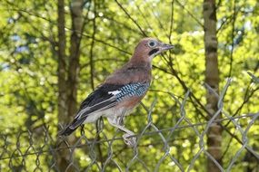 Young Jay sits on wire grid fence