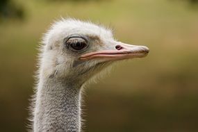 funny Ostrich head portrait