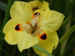 enchanting Invertebrate Cricket
