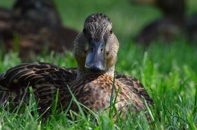 brown duck animal portrait