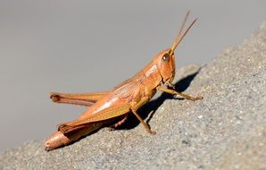 grasshopper on the concrete wall close-up