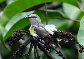 Tropical Purple-Rumped Sunbird among the plants