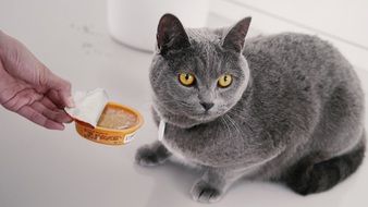 domestic grey cat