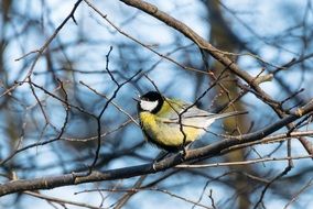 great tit perched bare branch
