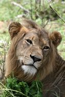 cute beautiful Lion Portrait