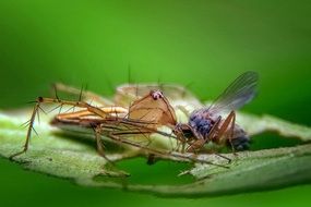 Spider eats fly