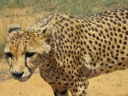 wild cheetah in Namibia