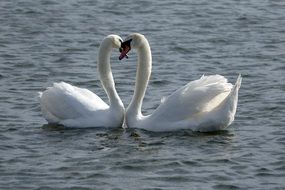 couple of white Swans on water