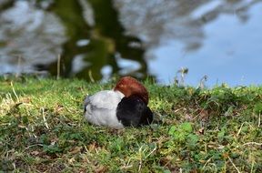 Duck rest near water