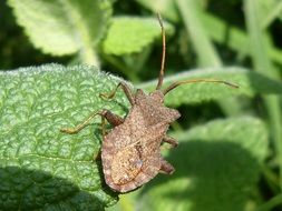 arthropod insect on green leaf close up