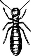 insect as a graphic image