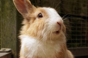 cute fluffy rabbit