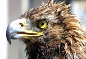 bird of prey close up