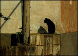 Black cat in Mallorca