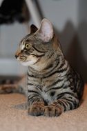 Feline Gata or Felis catus