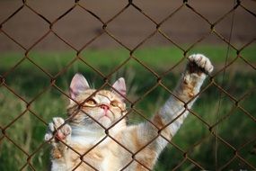 Colorful and cute cat hanging on the metal fence