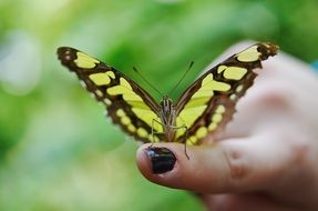 yellow brown butterfly on the finger