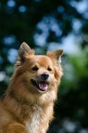 small cheerful dog on a sunny meadow